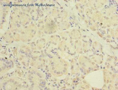 MyBioSource MBS1493234 image 2