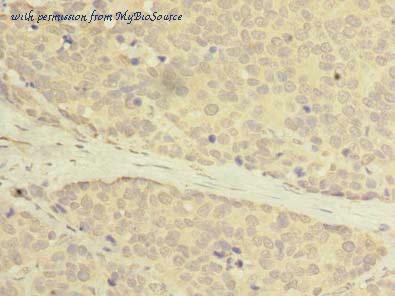 MyBioSource MBS1493234 image 3