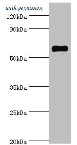 MyBioSource MBS1493737 image 1