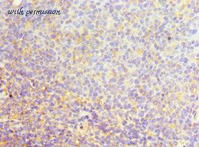MyBioSource MBS1493737 image 2