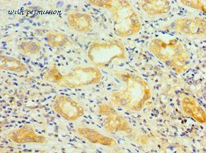 MyBioSource MBS1493737 image 3