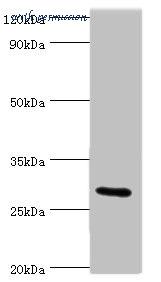 MyBioSource MBS1493787 image 1