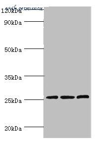 MyBioSource MBS1494658 image 1