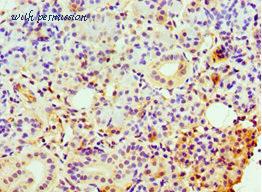 MyBioSource MBS1494658 image 3