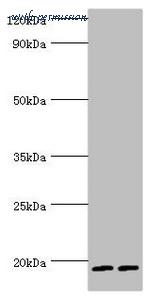 MyBioSource MBS1495765 image 1