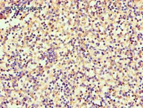 MyBioSource MBS1495765 image 2