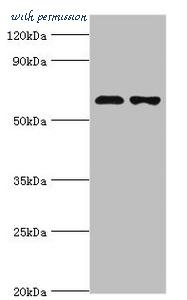 MyBioSource MBS1495845 image 1