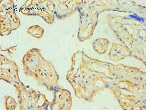 MyBioSource MBS1495845 image 2