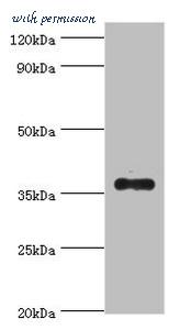 MyBioSource MBS1496526 image 1