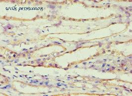 MyBioSource MBS1496526 image 3