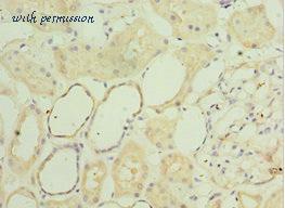 MyBioSource MBS1497890 image 1