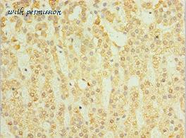 MyBioSource MBS1497890 image 2