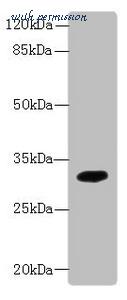 MyBioSource MBS1498738 image 1