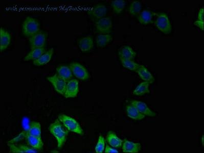 MyBioSource MBS1498738 image 3