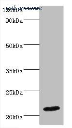 MyBioSource MBS1498756 image 1