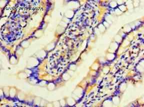 MyBioSource MBS1498756 image 3