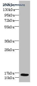 MyBioSource MBS1499643 image 1