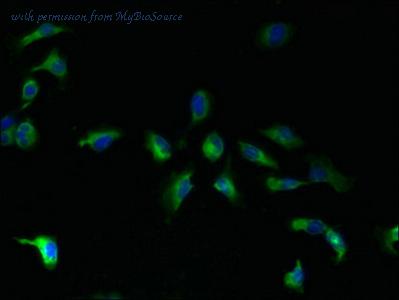 MyBioSource MBS1499661 image 2