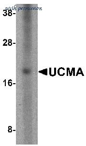 MyBioSource MBS150184 image 1