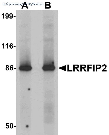 MyBioSource MBS150675 image 1