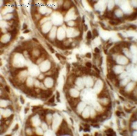 MyBioSource MBS150675 image 2