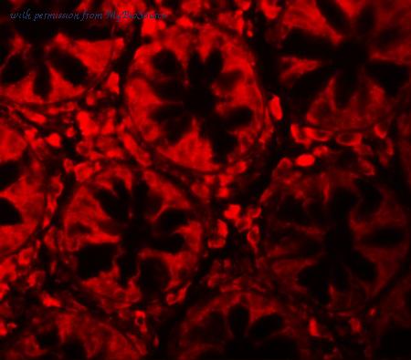 MyBioSource MBS150675 image 3
