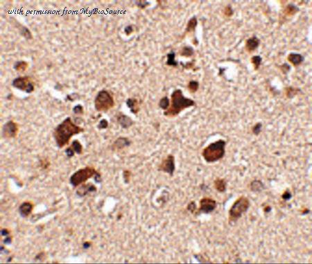 MyBioSource MBS150887 image 1