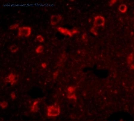 MyBioSource MBS150887 image 2