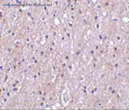 MyBioSource MBS151061 image 1