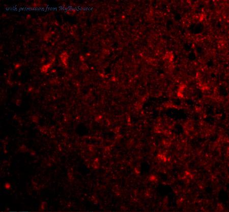 MyBioSource MBS151061 image 2