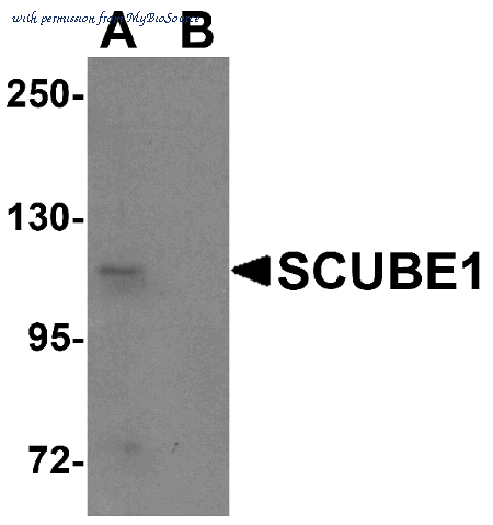 MyBioSource MBS151427 image 1