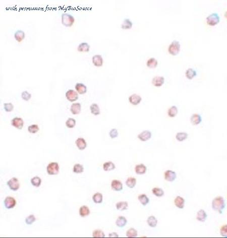 MyBioSource MBS151427 image 2