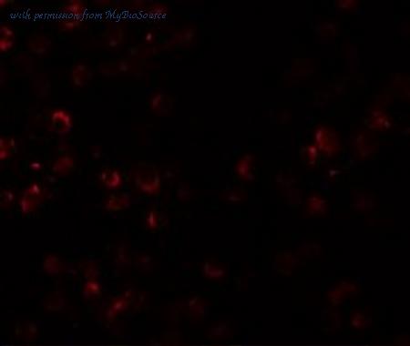 MyBioSource MBS151427 image 3