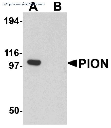 MyBioSource MBS151476 image 1