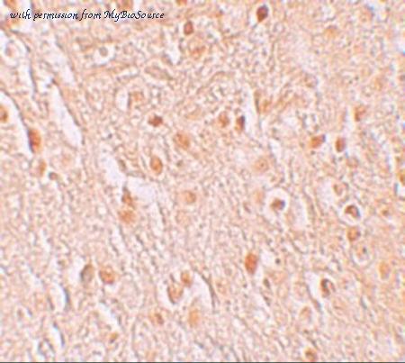 MyBioSource MBS151476 image 2