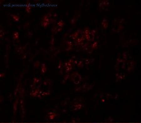 MyBioSource MBS151476 image 3