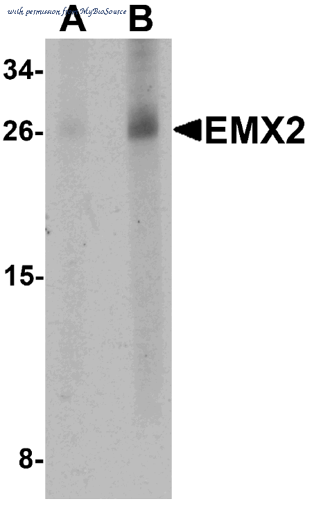 MyBioSource MBS151542 image 1