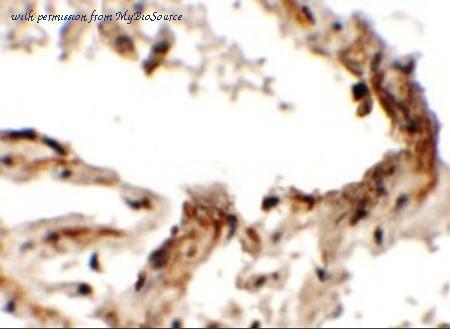MyBioSource MBS151542 image 2