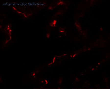 MyBioSource MBS151542 image 3
