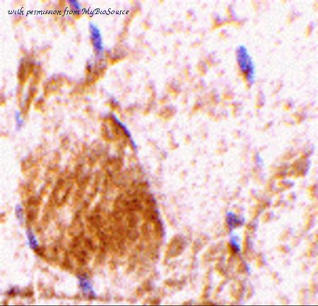 MyBioSource MBS151553 image 1