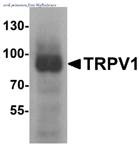 MyBioSource MBS153345 image 1