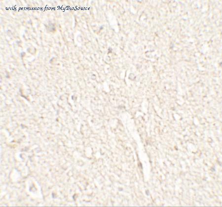 MyBioSource MBS153445 image 2