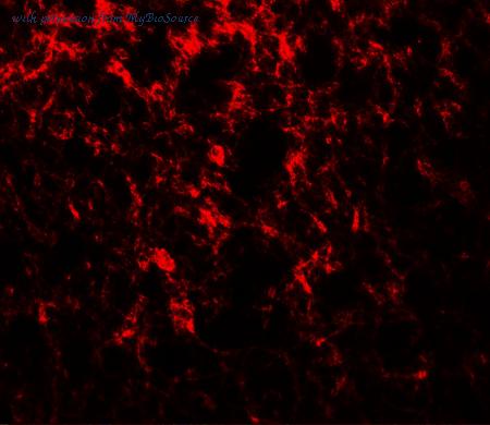 MyBioSource MBS153445 image 3