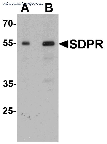 MyBioSource MBS153486 image 1