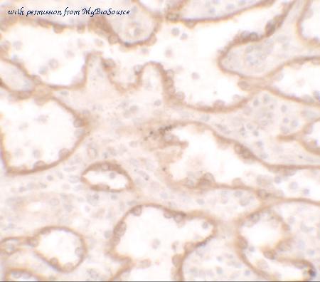 MyBioSource MBS153486 image 2