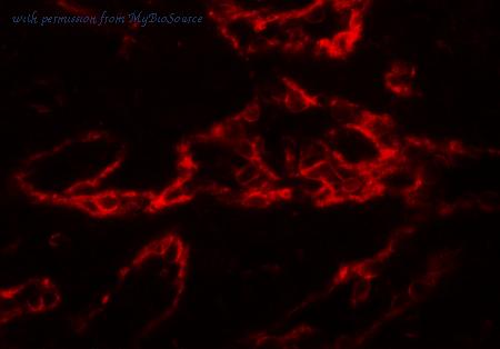 MyBioSource MBS153486 image 3