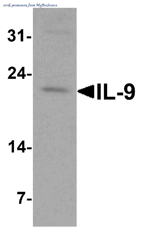 MyBioSource MBS153497 image 1