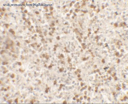 MyBioSource MBS153497 image 2