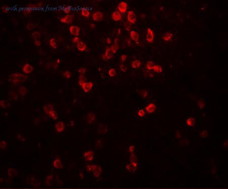 MyBioSource MBS153497 image 3