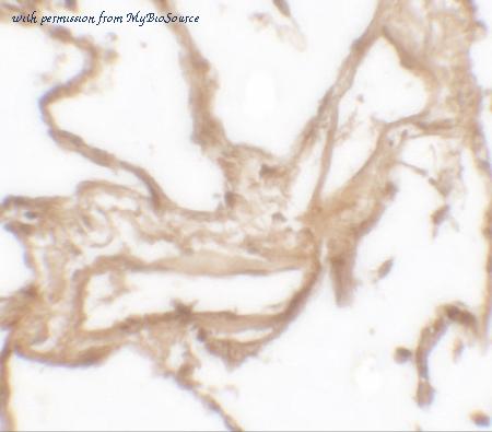 MyBioSource MBS153550 image 2